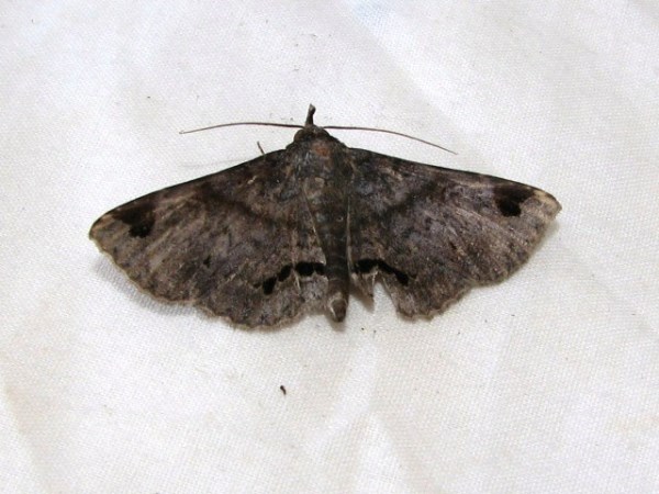 /filer/webapps/moths/media/images/A/africana_Mecodina_A_Goff_02.jpg