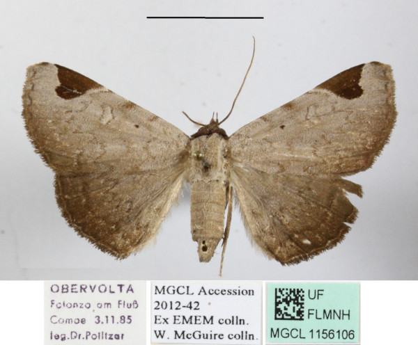 /filer/webapps/moths/media/images/A/africana_Mecodina_A_MGCLa_01.JPG