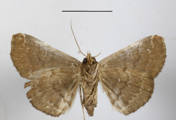 /filer/webapps/moths/media/images/A/africana_Mecodina_A_MGCLb_01.JPG