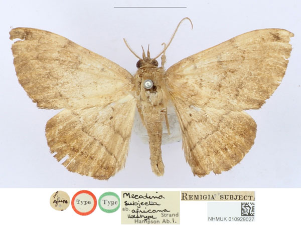 /filer/webapps/moths/media/images/A/africana_Mecodina_HT_BMNH_HtheY4d.jpg
