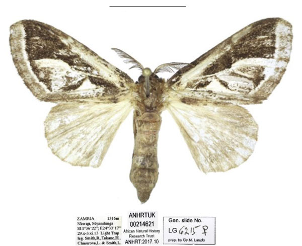 /filer/webapps/moths/media/images/A/africana_Neomardara_AF_ANHRT.jpg