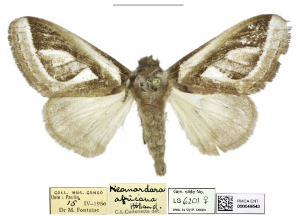 /filer/webapps/moths/media/images/A/africana_Neomardara_AF_RMCA.jpg