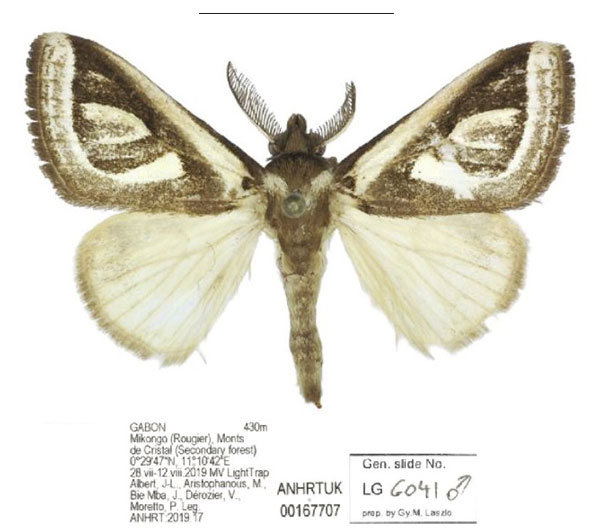 /filer/webapps/moths/media/images/A/africana_Neomardara_AM_ANHRT_01.jpg