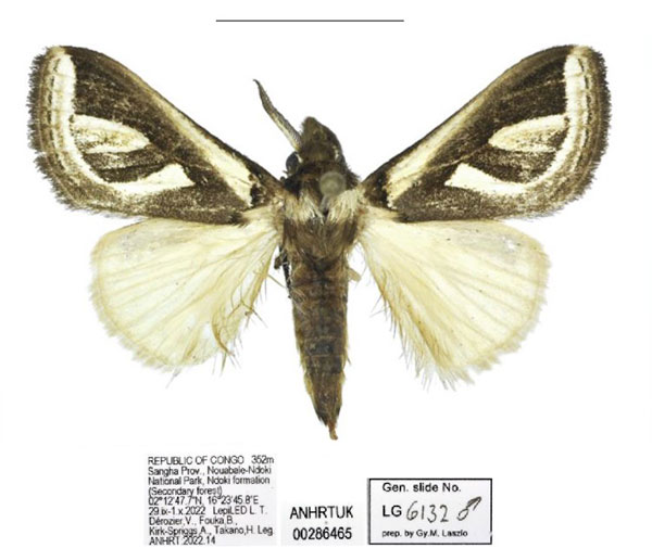 /filer/webapps/moths/media/images/A/africana_Neomardara_AM_ANHRT_02.jpg