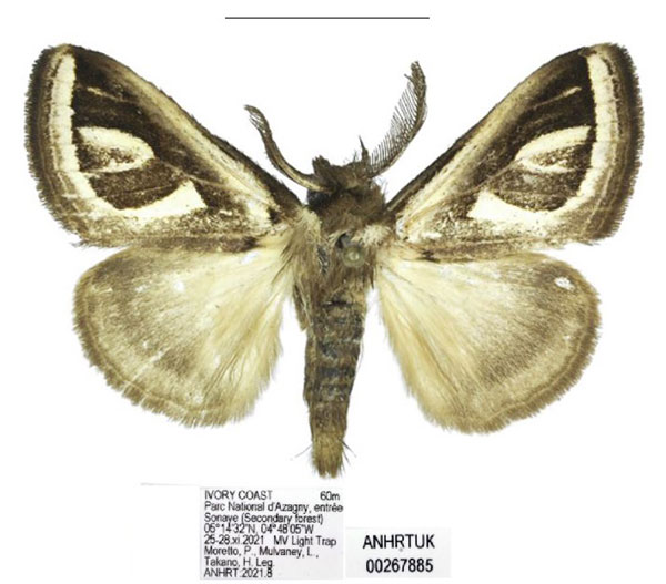 /filer/webapps/moths/media/images/A/africana_Neomardara_AM_ANHRT_03.jpg