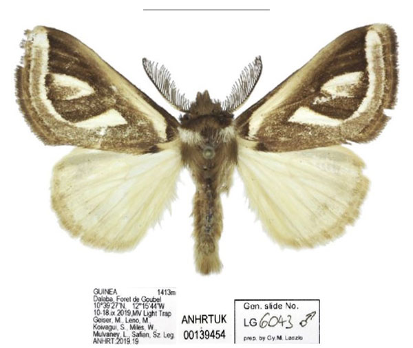 /filer/webapps/moths/media/images/A/africana_Neomardara_AM_ANHRT_04.jpg