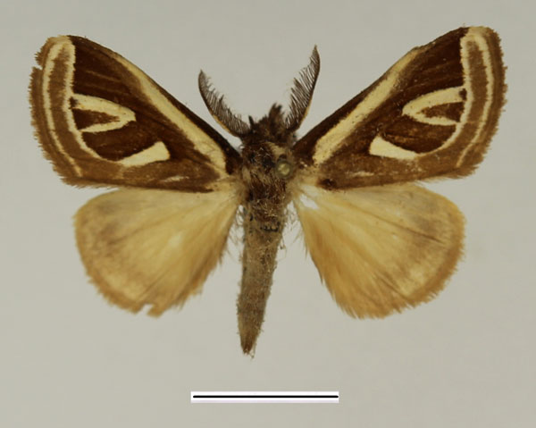 /filer/webapps/moths/media/images/A/africana_Neomardara_AM_Basquin.jpg