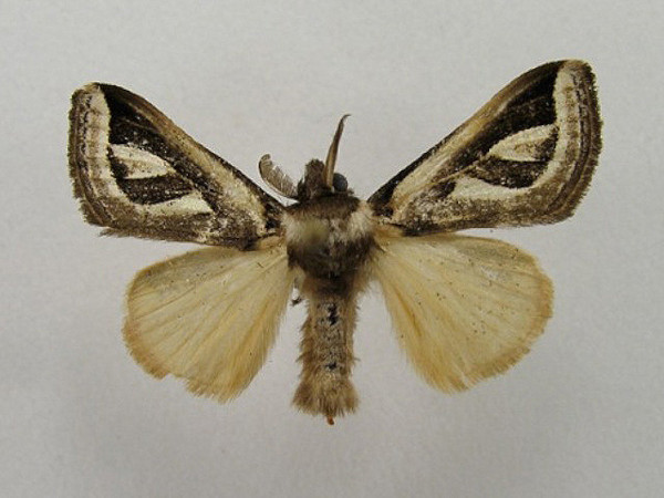/filer/webapps/moths/media/images/A/africana_Neomardara_A_Albert_01.JPG