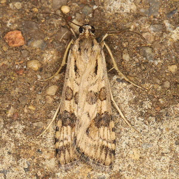 /filer/webapps/moths/media/images/A/africana_Nomophila_A_Heyns_01.jpg