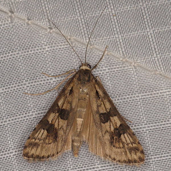 /filer/webapps/moths/media/images/A/africana_Nomophila_A_Heyns_03.jpg