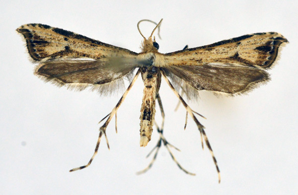 /filer/webapps/moths/media/images/A/africana_Ochyrotica_A_NHMO_01.jpg