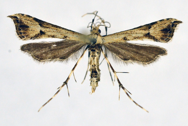 /filer/webapps/moths/media/images/A/africana_Ochyrotica_A_NHMO_02.jpg