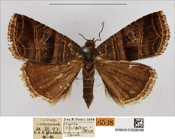 /filer/webapps/moths/media/images/A/africana_Ozarba_PTM_NHMUK.jpg