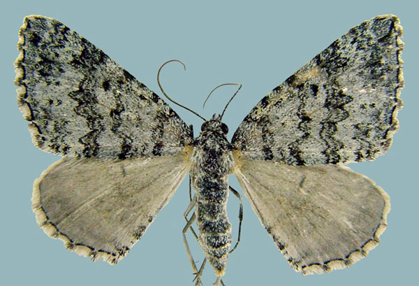 /filer/webapps/moths/media/images/A/africana_Perizoma_AF_ZSM.jpg