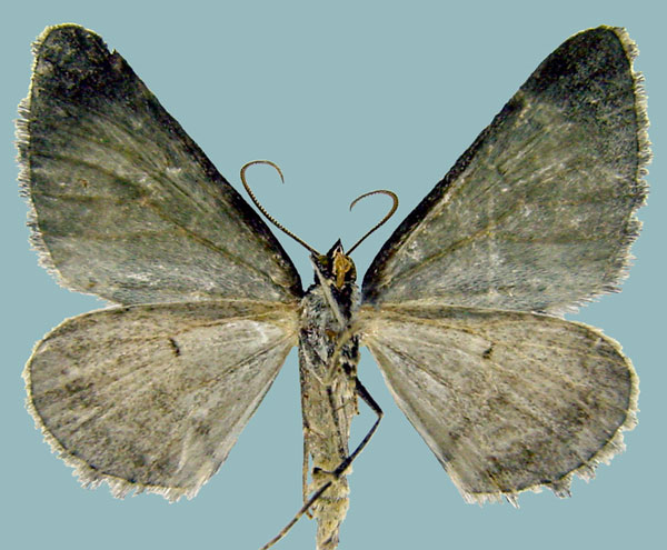 /filer/webapps/moths/media/images/A/africana_Perizoma_AM_ZSMb.jpg