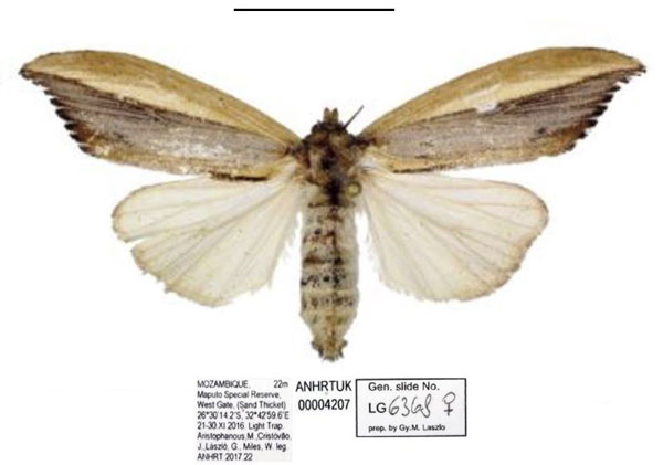 /filer/webapps/moths/media/images/A/africana_Psalis_AF_ANHRT_01.jpg