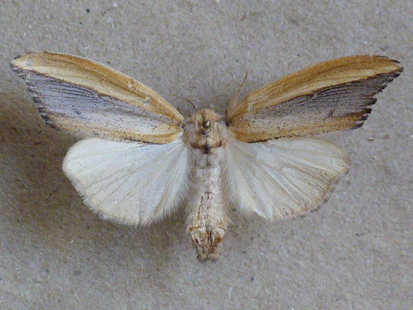 /filer/webapps/moths/media/images/A/africana_Psalis_AF_Butler.jpg