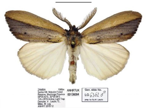 /filer/webapps/moths/media/images/A/africana_Psalis_AM_ANHRT.jpg
