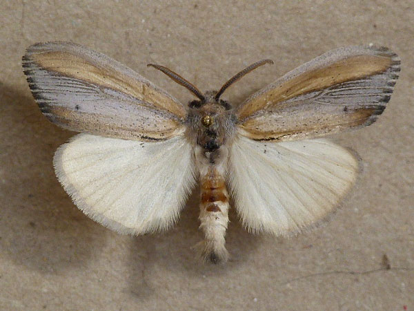 /filer/webapps/moths/media/images/A/africana_Psalis_AM_Butler.jpg
