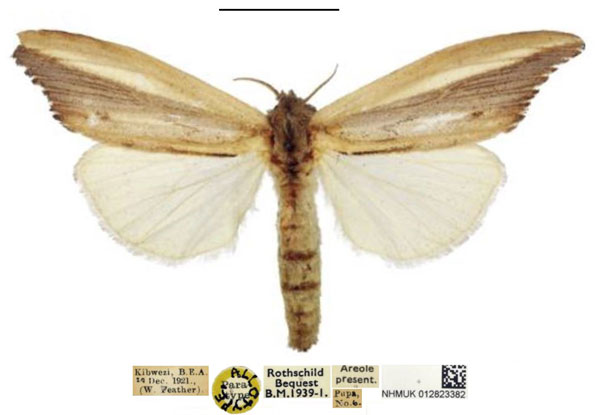 /filer/webapps/moths/media/images/A/africana_Psalis_AT_NHMUK.jpg