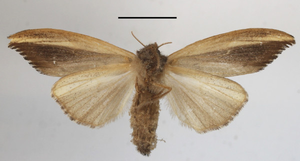 /filer/webapps/moths/media/images/A/africana_Psalis_A_MGCLb_01.JPG