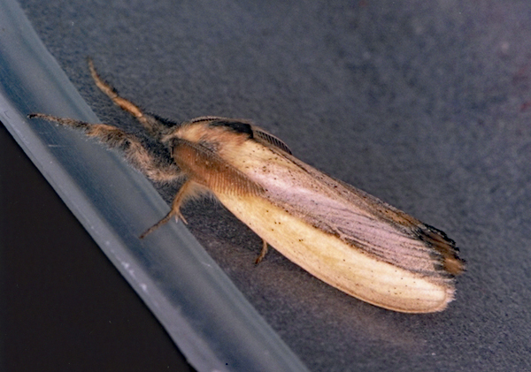 /filer/webapps/moths/media/images/A/africana_Psalis_A_Roland_01.jpg