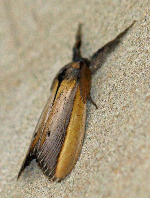 /filer/webapps/moths/media/images/A/africana_Psalis_A_Voaden.jpg