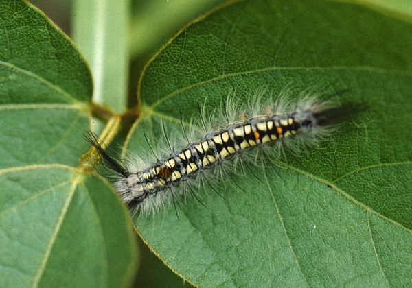 /filer/webapps/moths/media/images/A/africana_Psalis_C_Roland_01.jpg