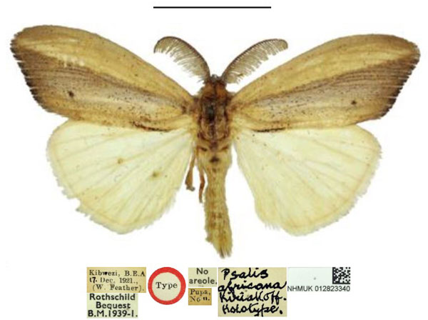 /filer/webapps/moths/media/images/A/africana_Psalis_HT_NHMUK.jpg