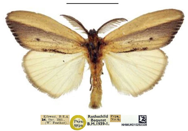 /filer/webapps/moths/media/images/A/africana_Psalis_PTM_NHMUK.jpg