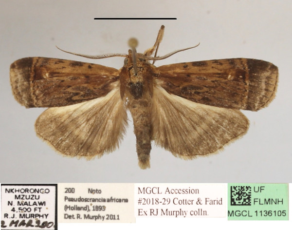 /filer/webapps/moths/media/images/A/africana_Pseudoscrancia_A_MGCLa_01.JPG