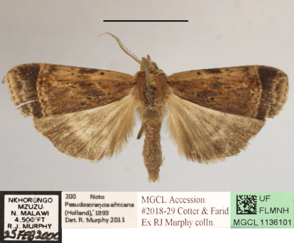 /filer/webapps/moths/media/images/A/africana_Pseudoscrancia_A_MGCLa_02.JPG