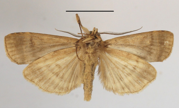 /filer/webapps/moths/media/images/A/africana_Pseudoscrancia_A_MGCLb_01.JPG