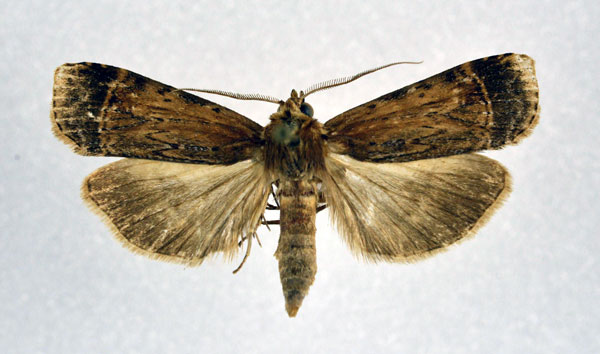 /filer/webapps/moths/media/images/A/africana_Pseudoscrancia_A_NHMO.jpg