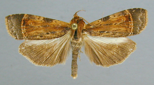 /filer/webapps/moths/media/images/A/africana_Pseudoscrancia_A_RMCA_01.jpg