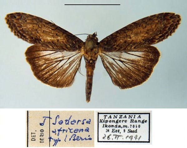 /filer/webapps/moths/media/images/A/africana_Sadarsa_HT_MSNM_jafyUVF.jpg