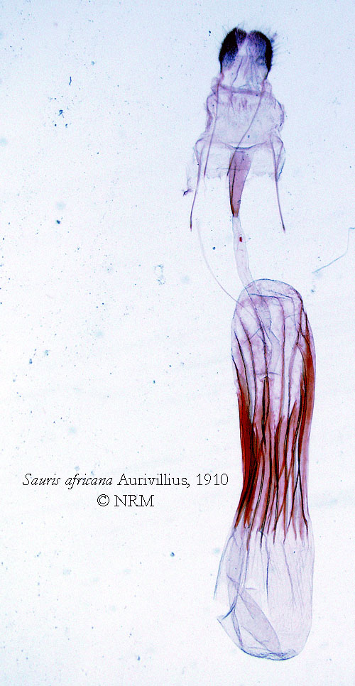 /filer/webapps/moths/media/images/A/africana_Sauris_HTGF_SNHM.jpg