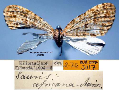 /filer/webapps/moths/media/images/A/africana_Sauris_HT_SNHM_01_Oe00i7v.jpg