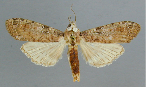 /filer/webapps/moths/media/images/A/africana_Scrancia_A_RMCA.jpg