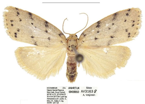 /filer/webapps/moths/media/images/A/africana_Spatulosia_AF_ANHRT_01.jpg