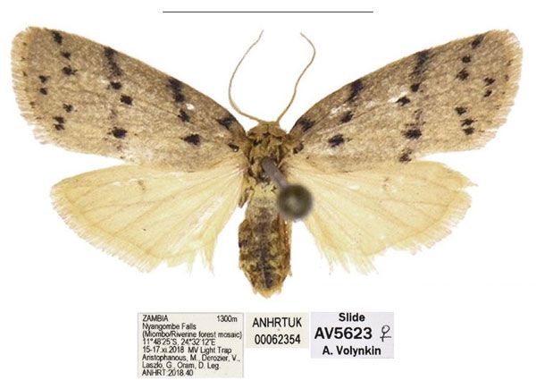 /filer/webapps/moths/media/images/A/africana_Spatulosia_AF_ANHRT_02.jpg