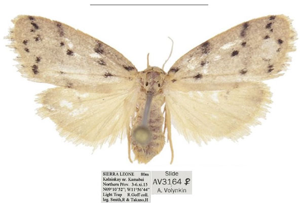 /filer/webapps/moths/media/images/A/africana_Spatulosia_AF_ANHRT_03.jpg