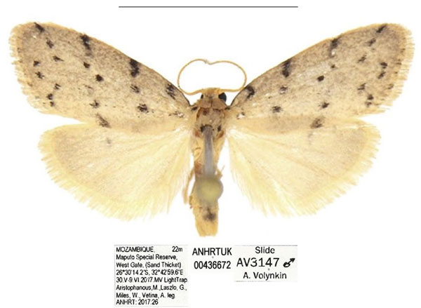 /filer/webapps/moths/media/images/A/africana_Spatulosia_AM_ANHRT_01.jpg