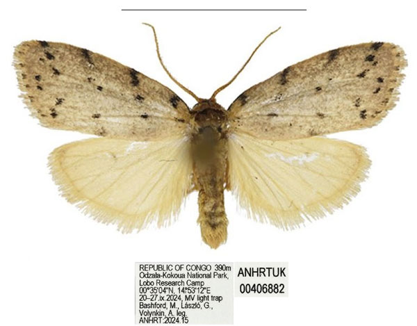/filer/webapps/moths/media/images/A/africana_Spatulosia_AM_ANHRT_04.jpg