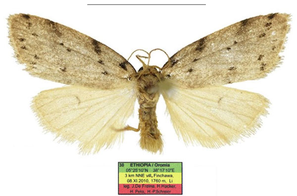 /filer/webapps/moths/media/images/A/africana_Spatulosia_AM_ZSM.jpg