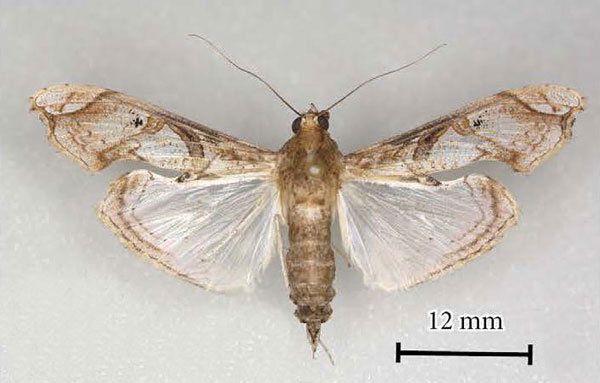 /filer/webapps/moths/media/images/A/africana_Terastia_AT_MGCL.jpg