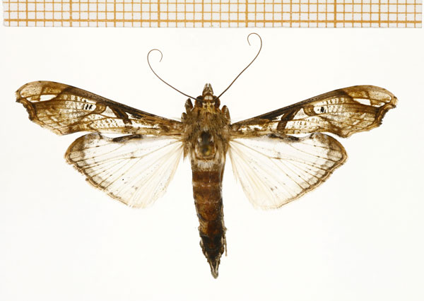 /filer/webapps/moths/media/images/A/africana_Terastia_A_DePrins.jpg