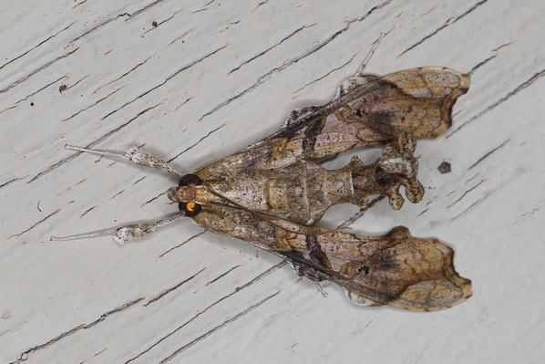 /filer/webapps/moths/media/images/A/africana_Terastia_A_Heyns_01.JPG