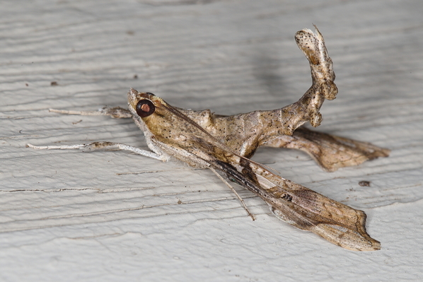 /filer/webapps/moths/media/images/A/africana_Terastia_A_Heyns_02.JPG