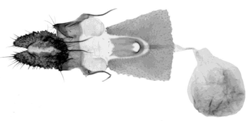 /filer/webapps/moths/media/images/A/africana_Thiodia_GFPT_Trematerra.jpg